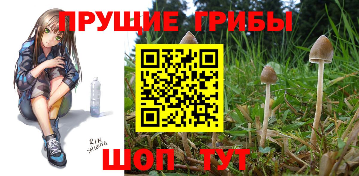 Псилоцибиновые грибы Psilocybine cubensis Жигулёвск